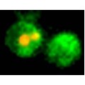 eGFP Annexin V and PI Apoptosis Kit (100 rxn)